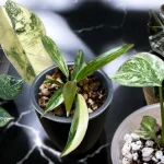 Tissue Culture Plants