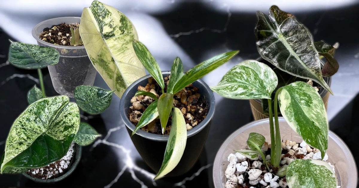 Tissue Culture Plants