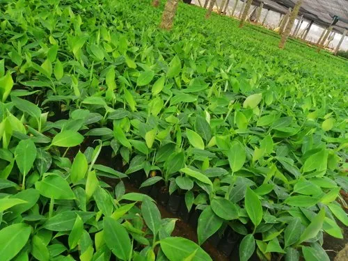 Tissue Culture Plants